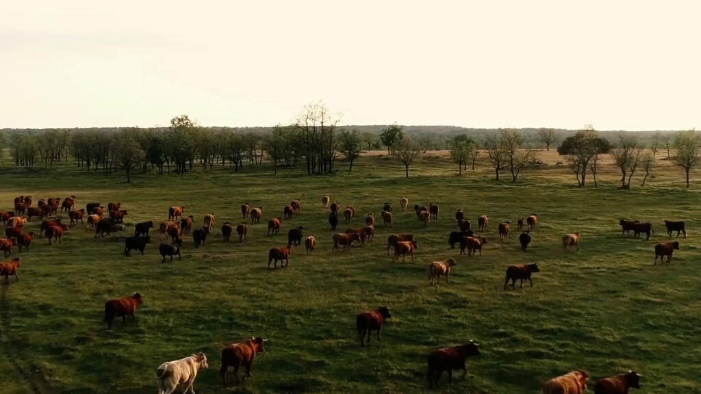 Vacas en el campo