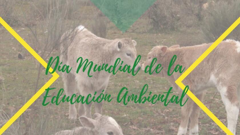 dia mundial educacion ambiental