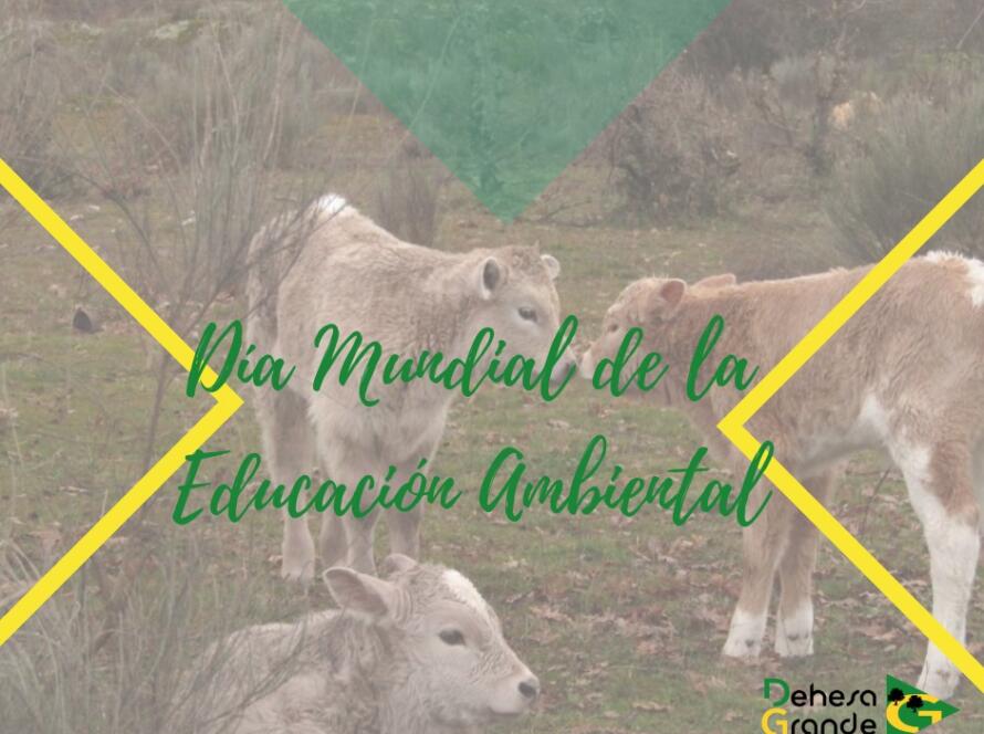 dia mundial educacion ambiental