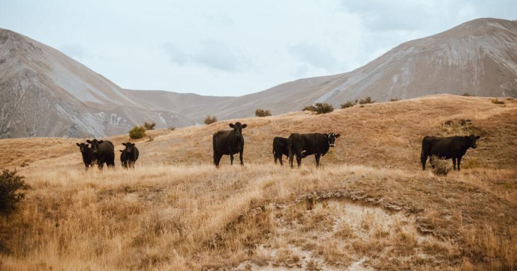 Día Mundial del Bienestar Animal: el origen de todo en Dehesa Grande 2 ¿Qué es el certificado de bienestar animal?