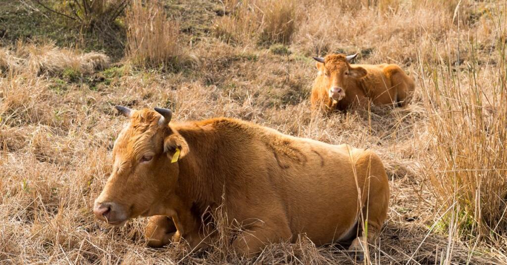 Día Mundial del Bienestar Animal: el origen de todo en Dehesa Grande 1 ¿Qué es el certificado de bienestar animal?