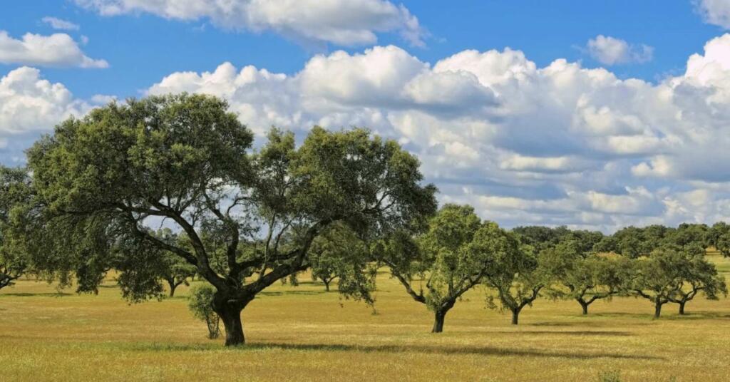 trazabilidad alimentaria dehesa grande