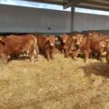 Renovamos el sello Welfair® de bienestar animal en nuestra industria cárnica y granjas de cebo