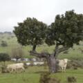 Flora de la Dehesa de Salamanca: Clave para la carne de vacuno de calidad