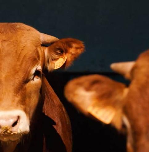 Vacas